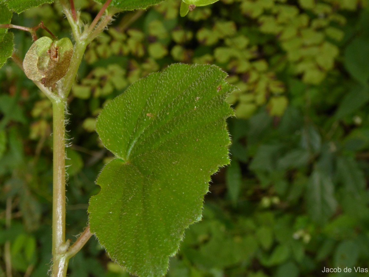 Begonia hirtella Link